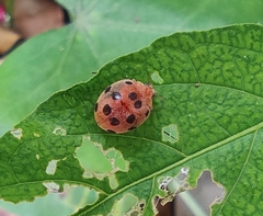Epilachna maculicollis