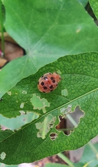 Epilachna maculicollis