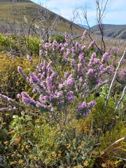 Indigofera hispida