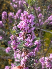Indigofera hispida