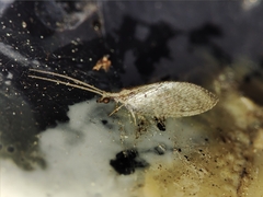 Wesmaelius subnebulosus