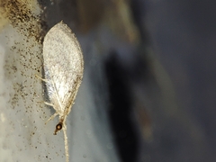 Wesmaelius subnebulosus