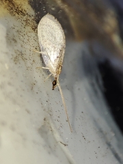 Wesmaelius subnebulosus