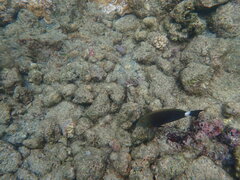 Acanthurus nigroris