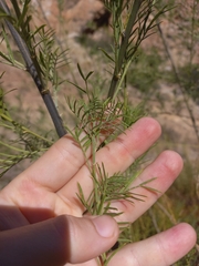 Psoralea odoratissima