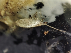 Wesmaelius subnebulosus