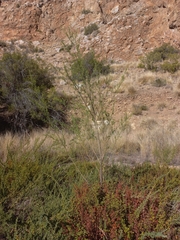 Psoralea odoratissima