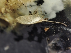 Wesmaelius subnebulosus