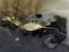 Wesmaelius subnebulosus