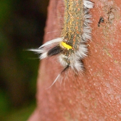 Euthrix isocyma