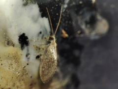 Wesmaelius subnebulosus