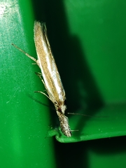 Pleurota honorella
