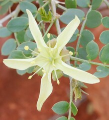 Tribulus suberosus