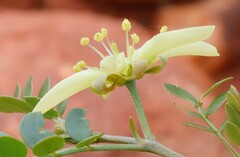 Tribulus suberosus