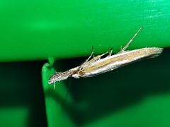 Pleurota honorella