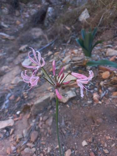 Image of Nerine humilis by (c) Brian du Preez, some rights reserved (CC BY-SA)