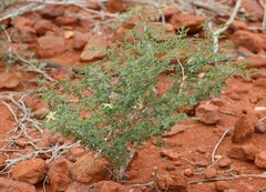 Tribulus suberosus