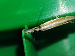Pleurota honorella