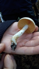 Cortinarius austroalbidus