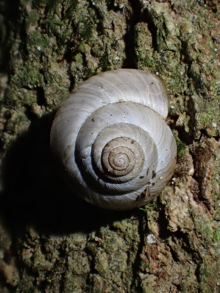 Southern Conical Pinwheel Snail