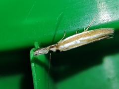 Pleurota honorella