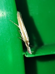 Pleurota honorella