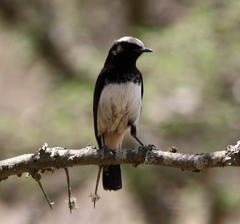 Oenanthe lugubris schalowi