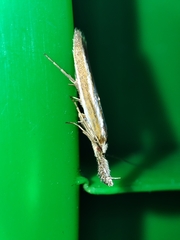 Pleurota honorella