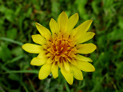 Tragopogon acanthocarpus
