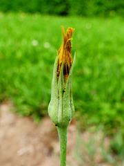 Tragopogon acanthocarpus