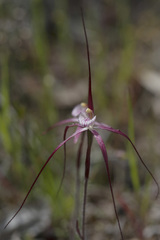 Caladenia footeana