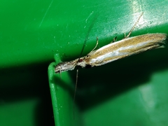 Pleurota honorella