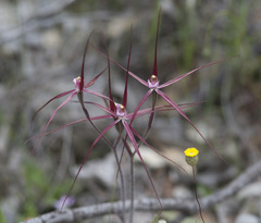 Caladenia footeana