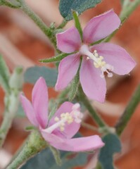 Hibiscus burtonii