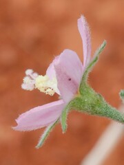 Hibiscus burtonii