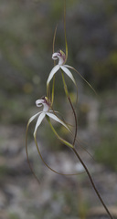 Caladenia longicauda eminens