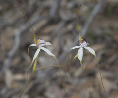 Caladenia longicauda eminens