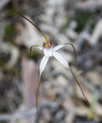 Caladenia longicauda eminens
