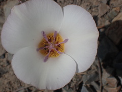 Calochortus panamintensis