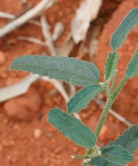 Hibiscus burtonii