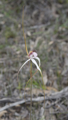 Caladenia splendens