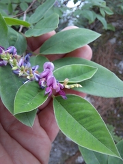 Lespedeza maximowiczii