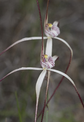 Caladenia fluvialis