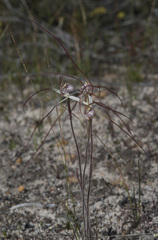 Caladenia fluvialis