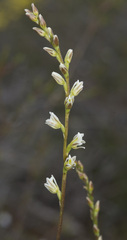 Prasophyllum cyphochilum