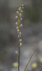 Prasophyllum plumiforme