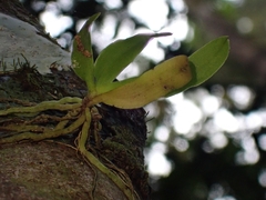 Sarcochilus