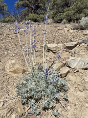 Lupinus magnificus magnificus