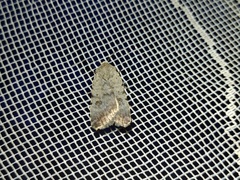 Caradrina wullschlegeli