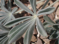 Lupinus magnificus magnificus